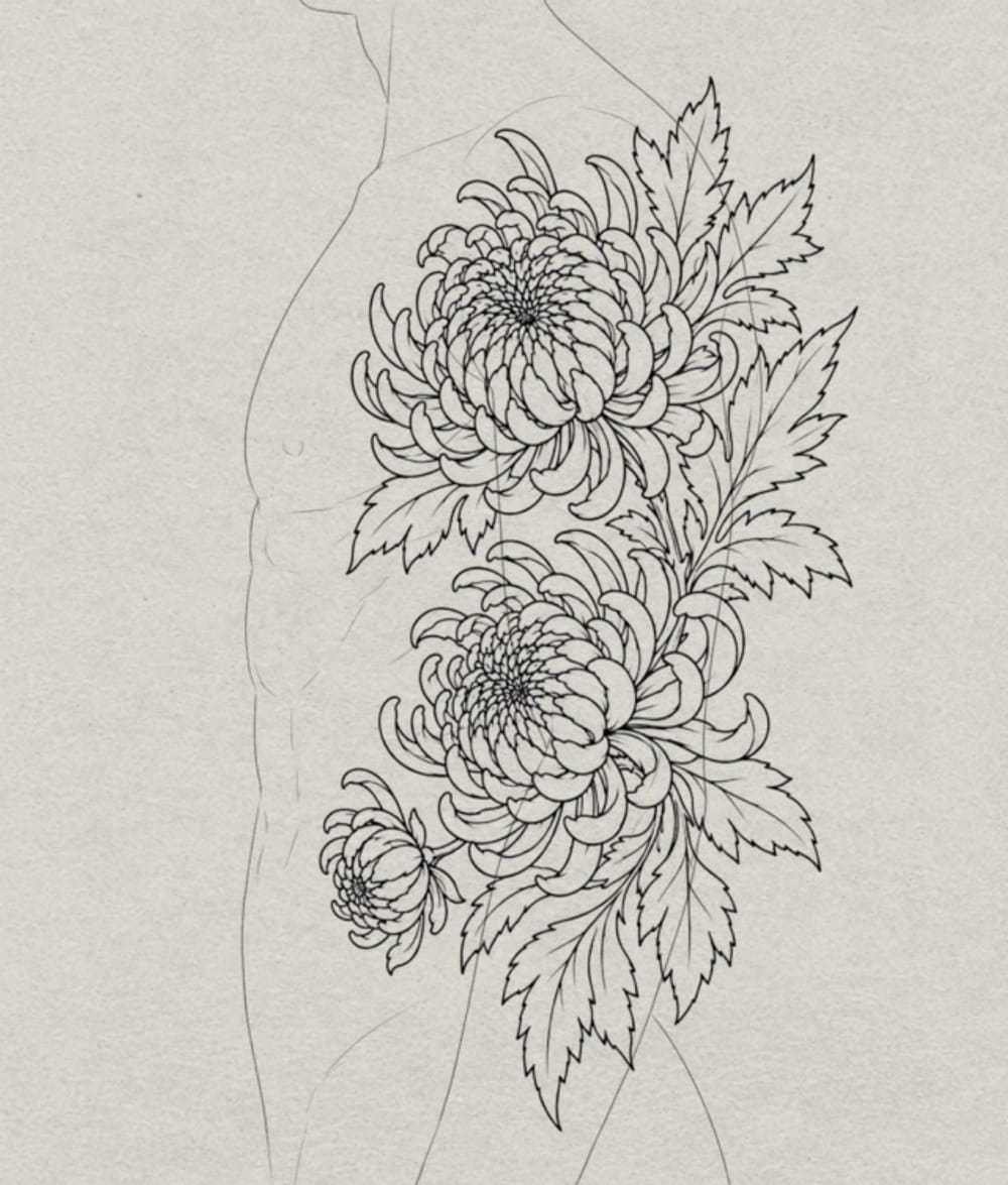 Chrysanthemum 