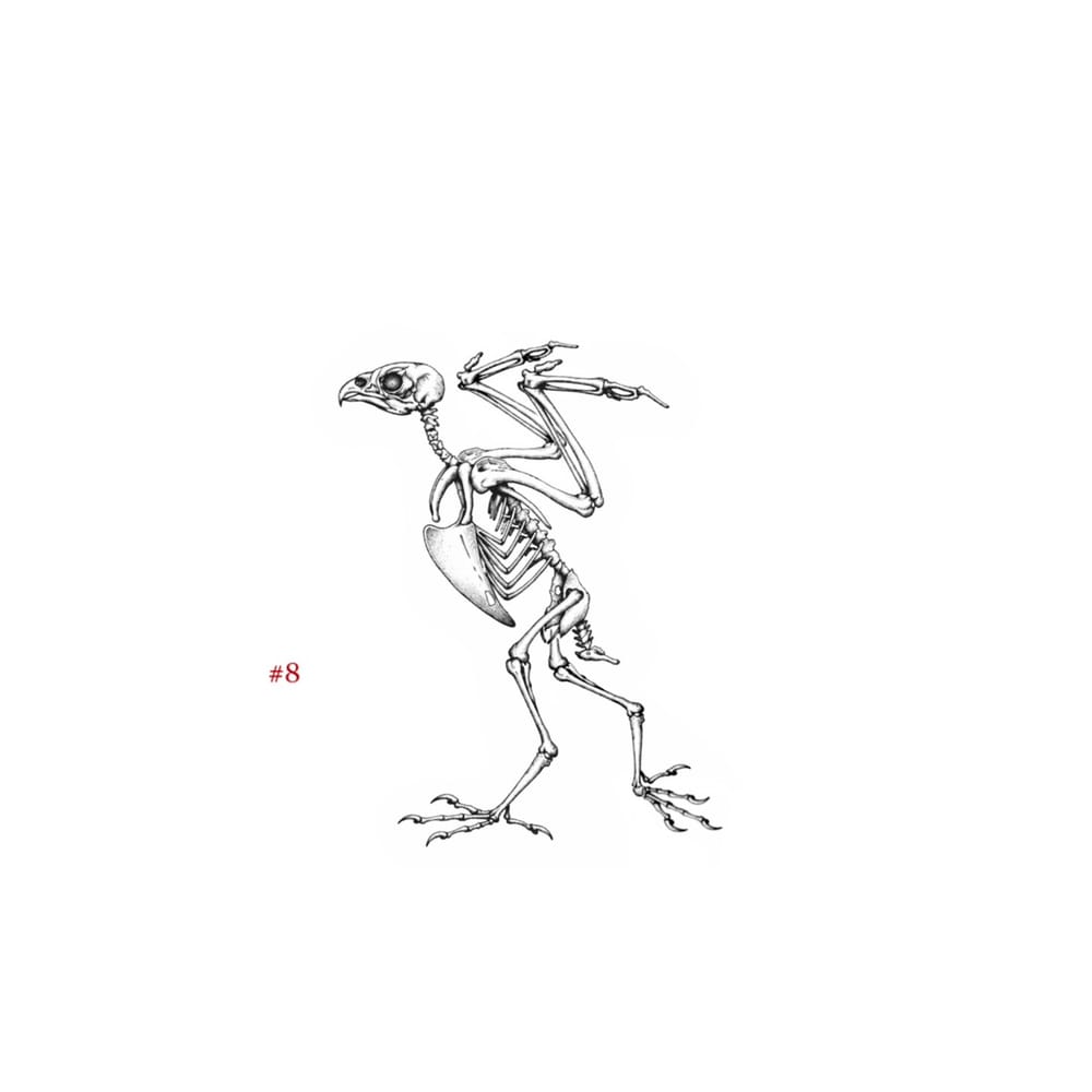 The Bone Dancer 