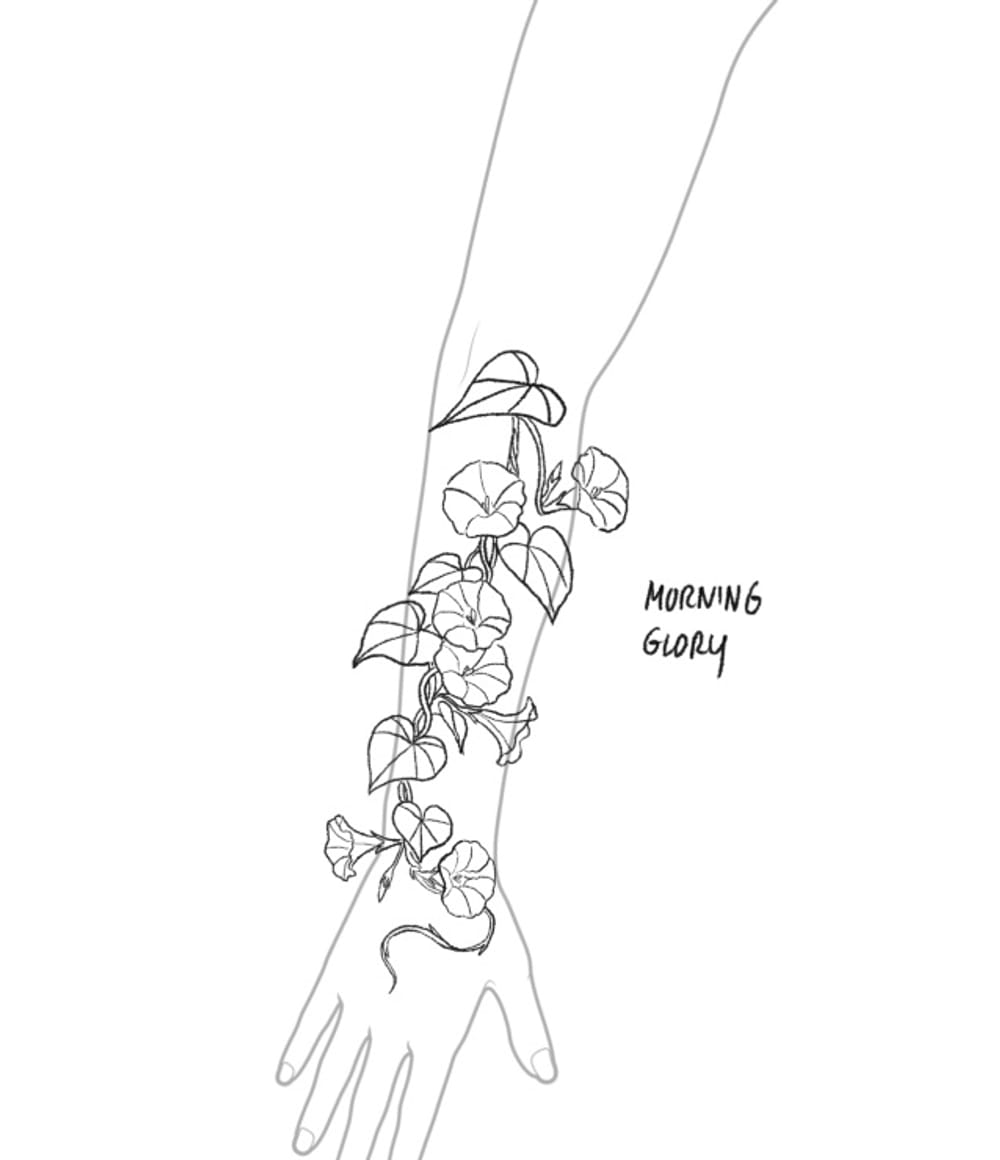 Morning glory