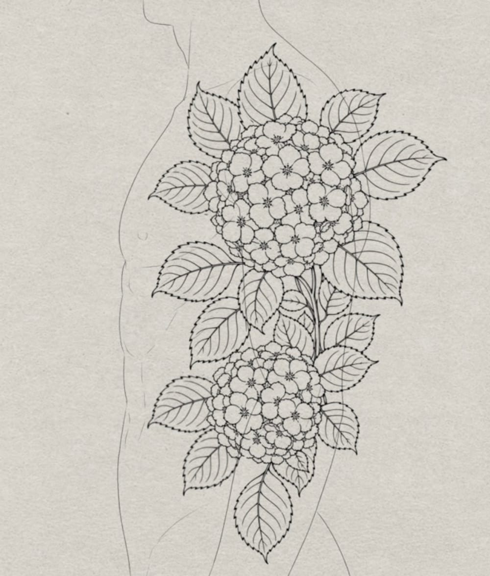 Hydrangea