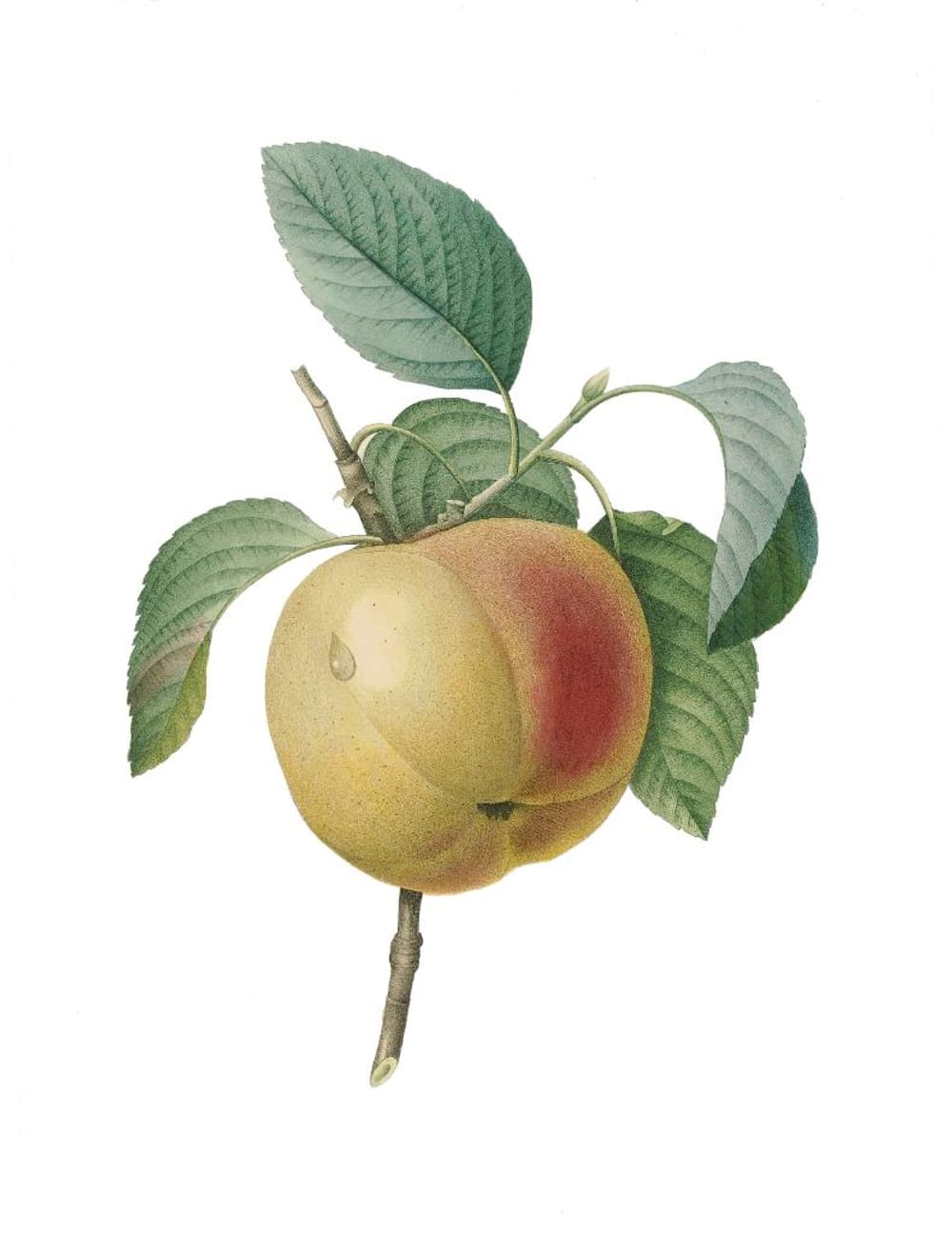 Redouté Apple Branch
