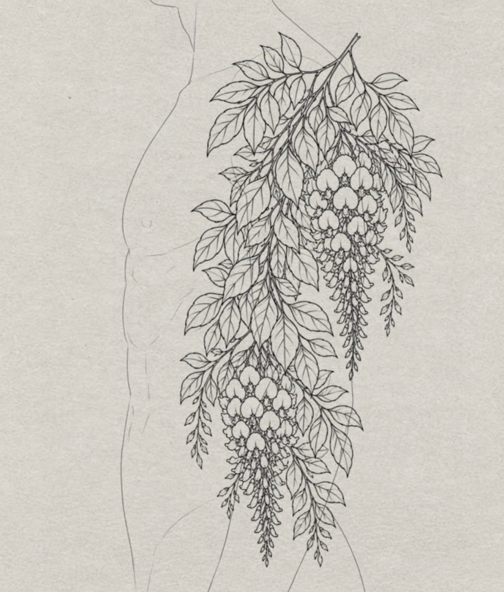 Wisteria
