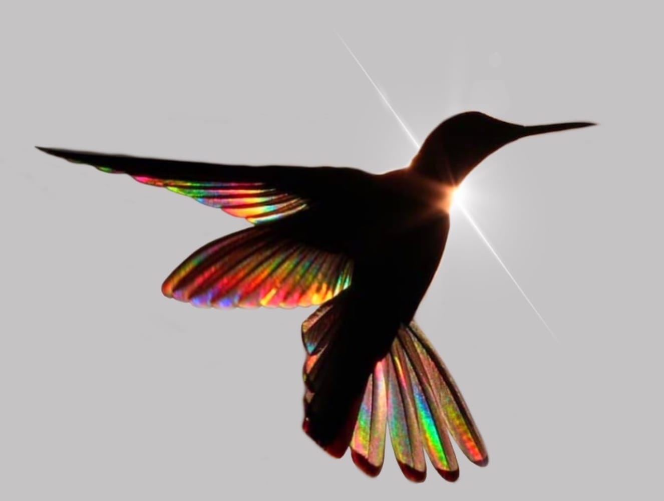 Hummingbird