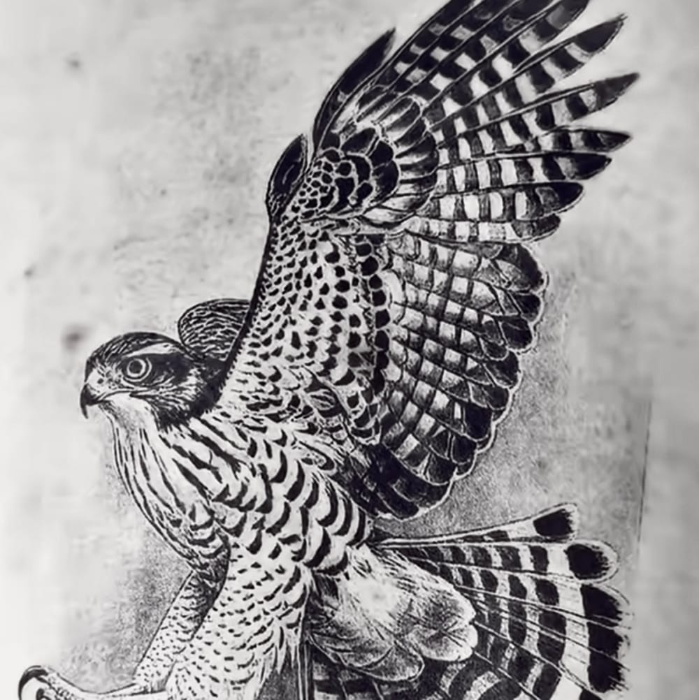 Falcon