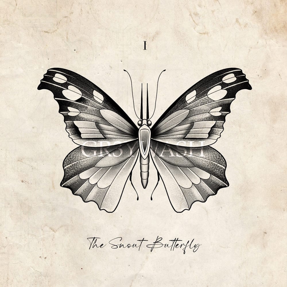 Snout Butterfly 