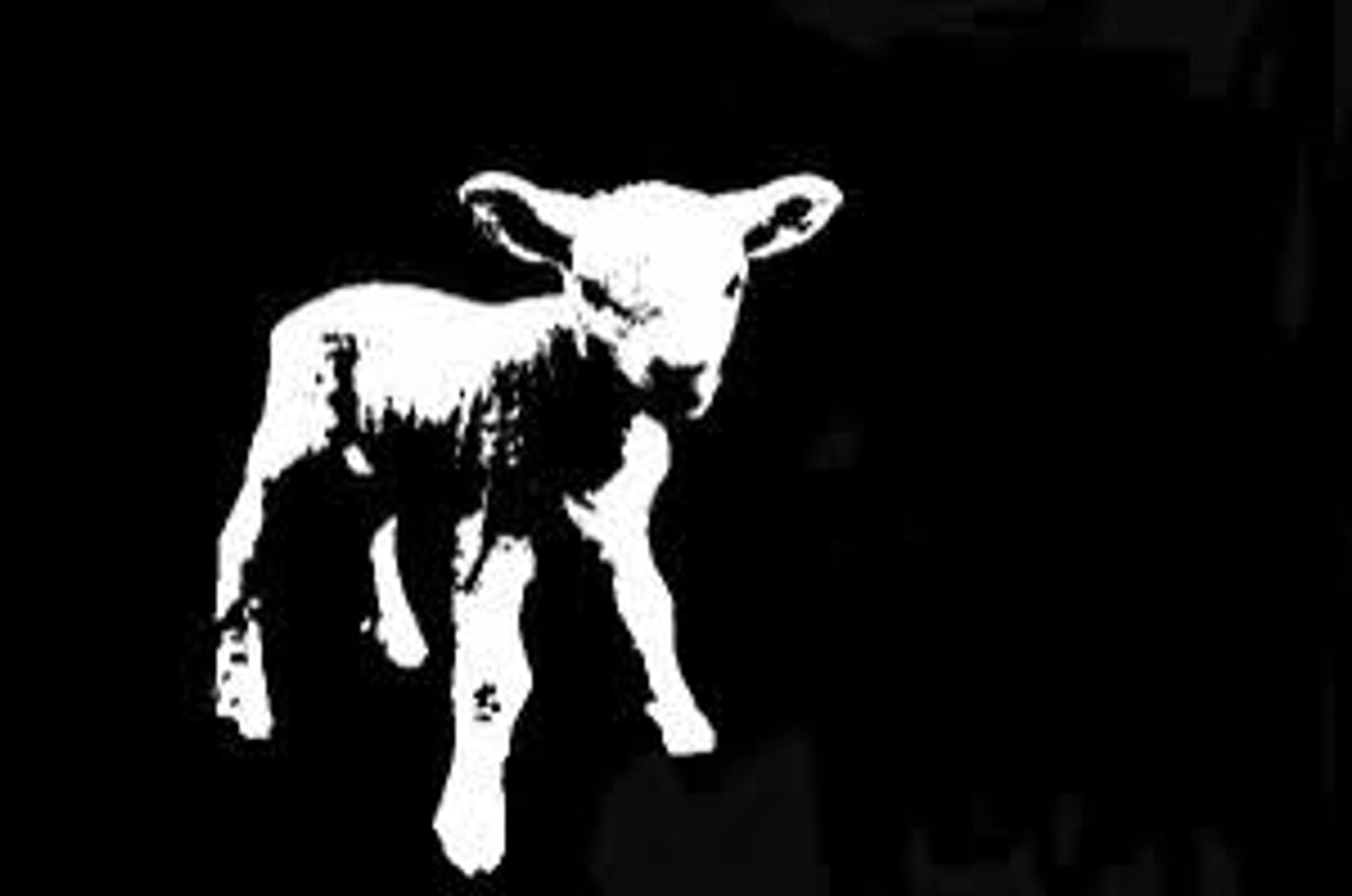 LAMB 