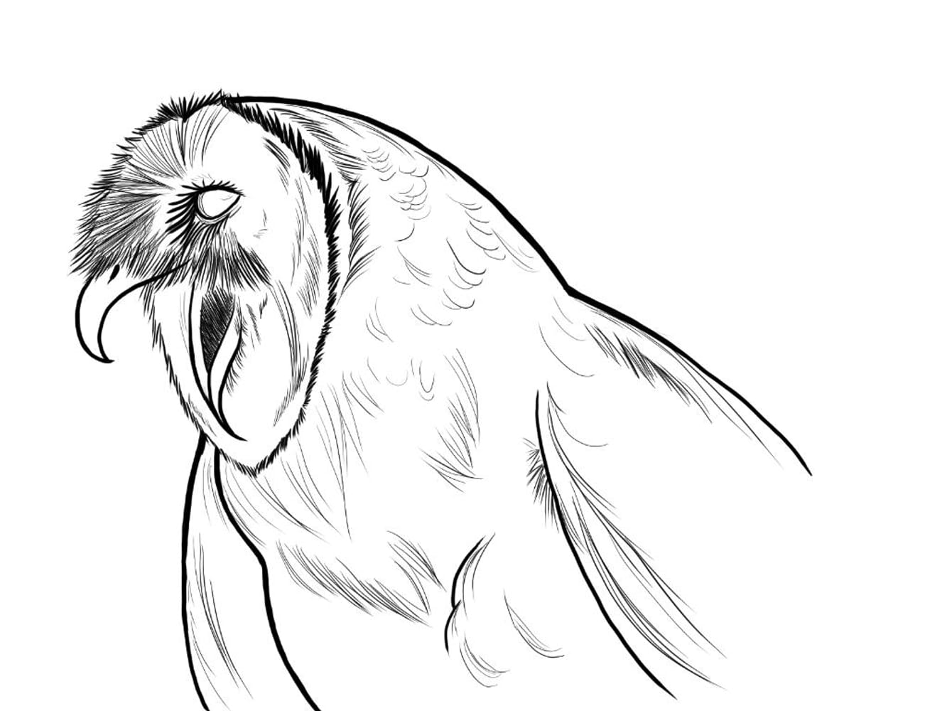 Screech