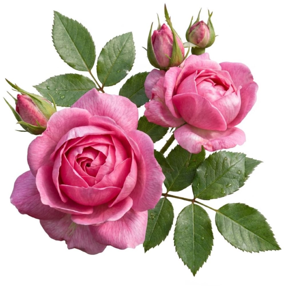 Pink roses 