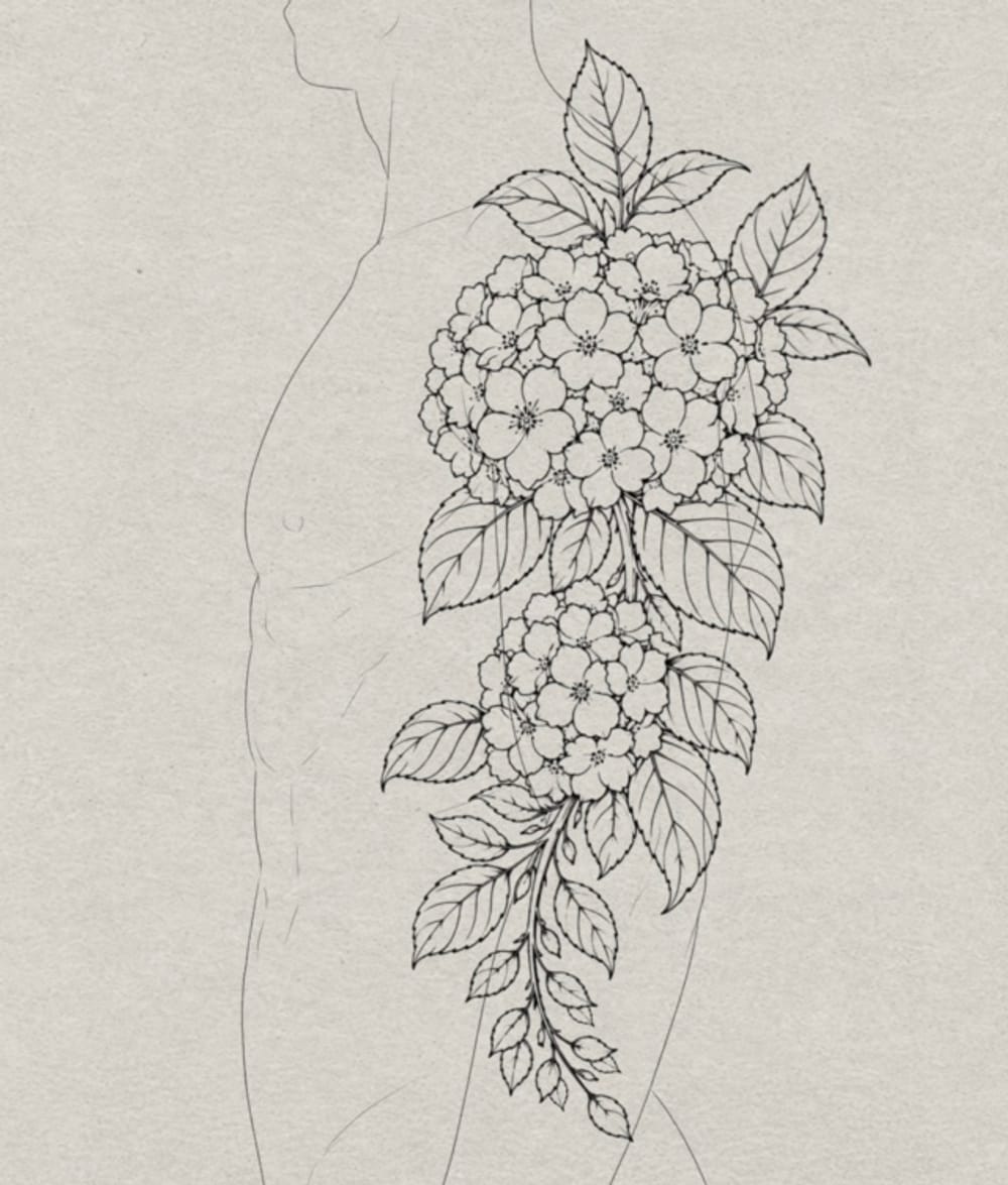 Hydrangea 