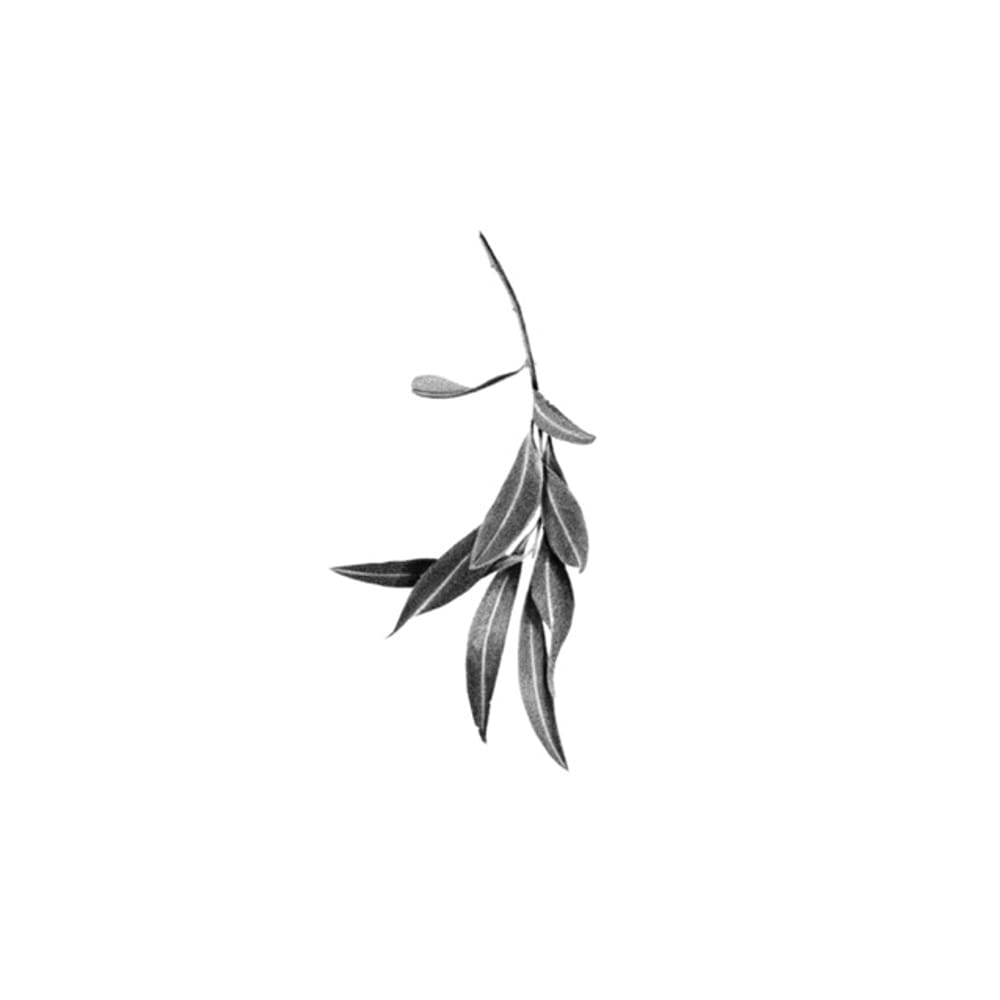 Eucalyptus 