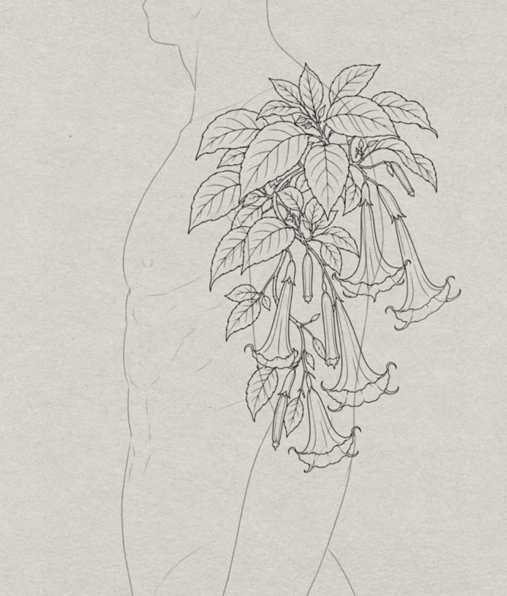 Angels trumpet