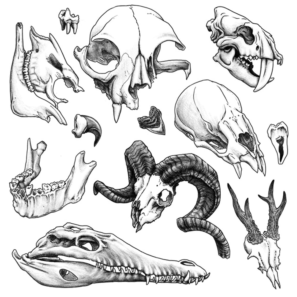 Skull collection 1