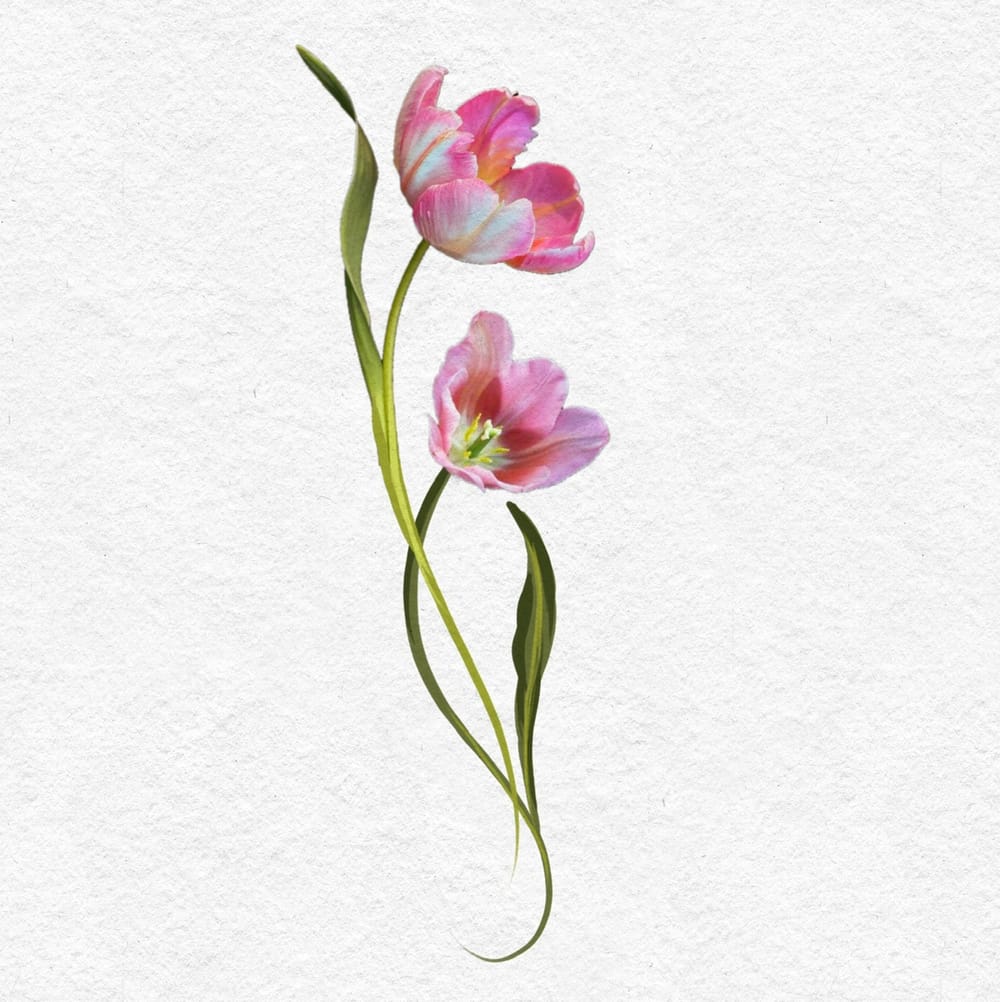 Tulips