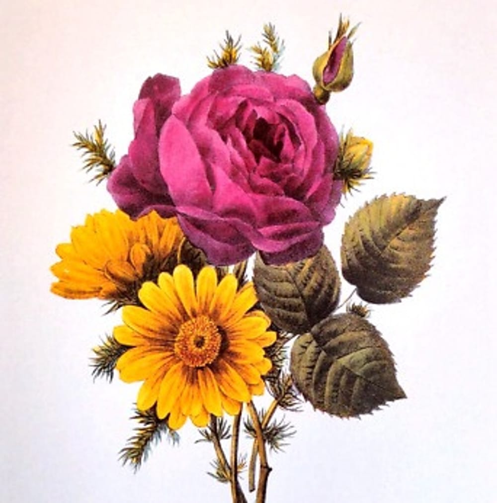 Rose & Sunflowers