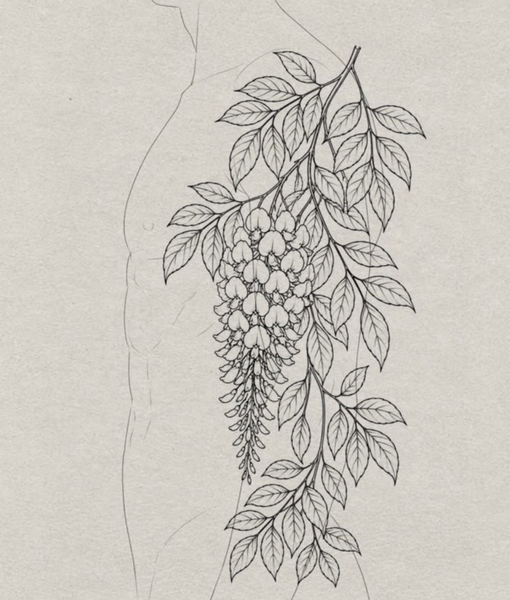 Wisteria 