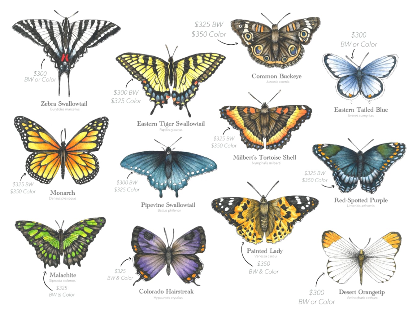 Butterfly Flash 