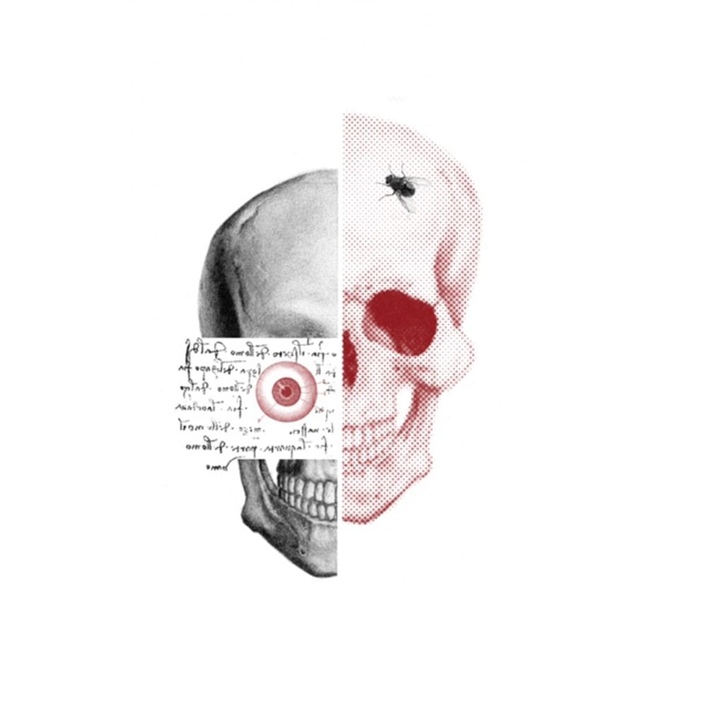 Da Vinci skull 