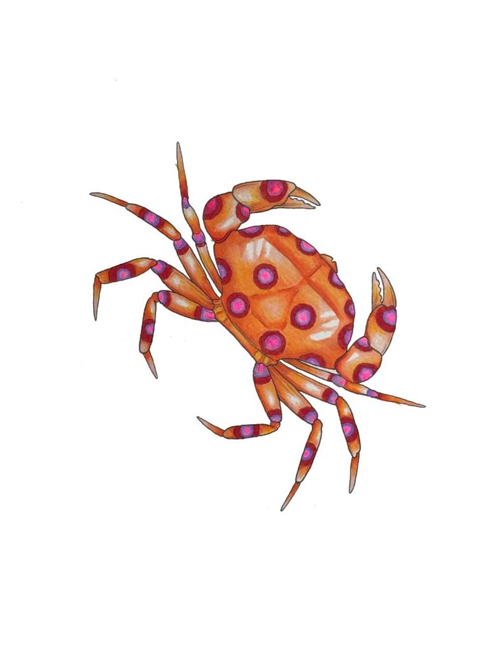 Spotted Crab