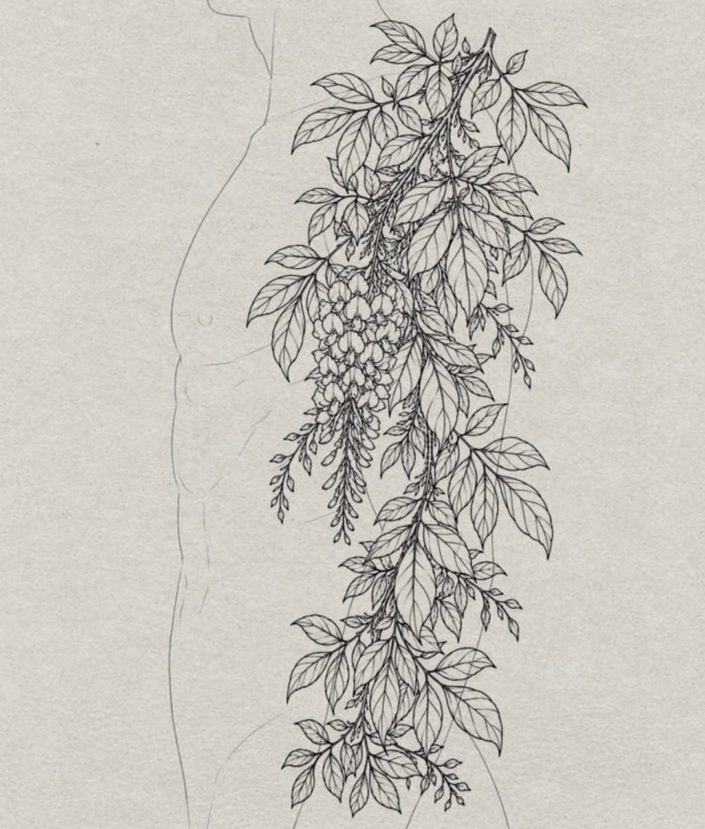 Wisteria 