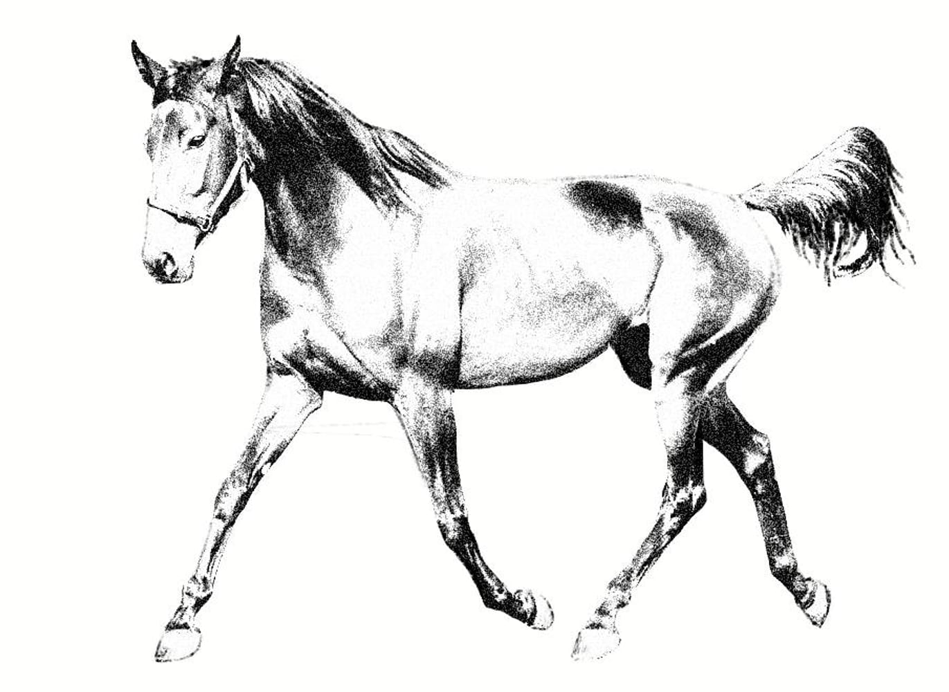 Trotting Horse