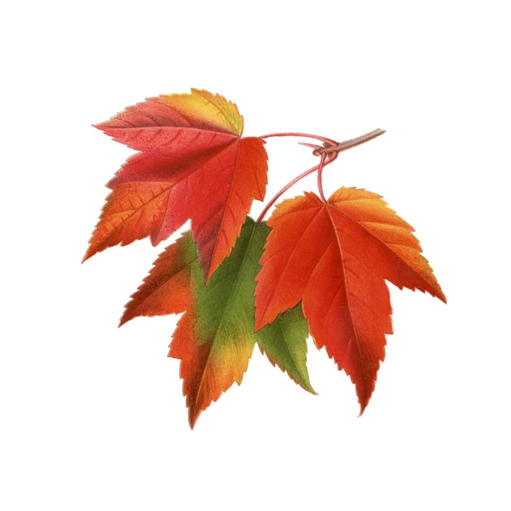 Redouté Fall Leaves