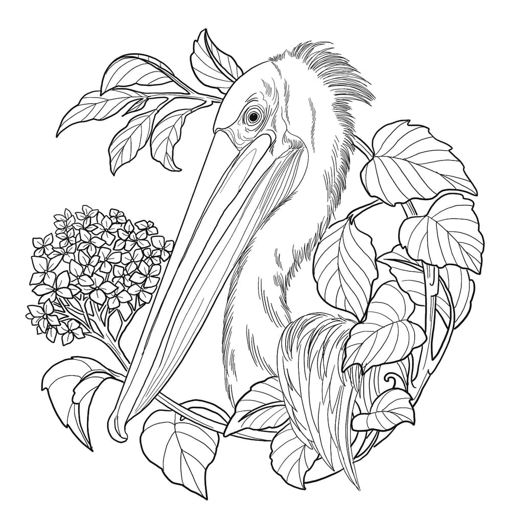 Pelican