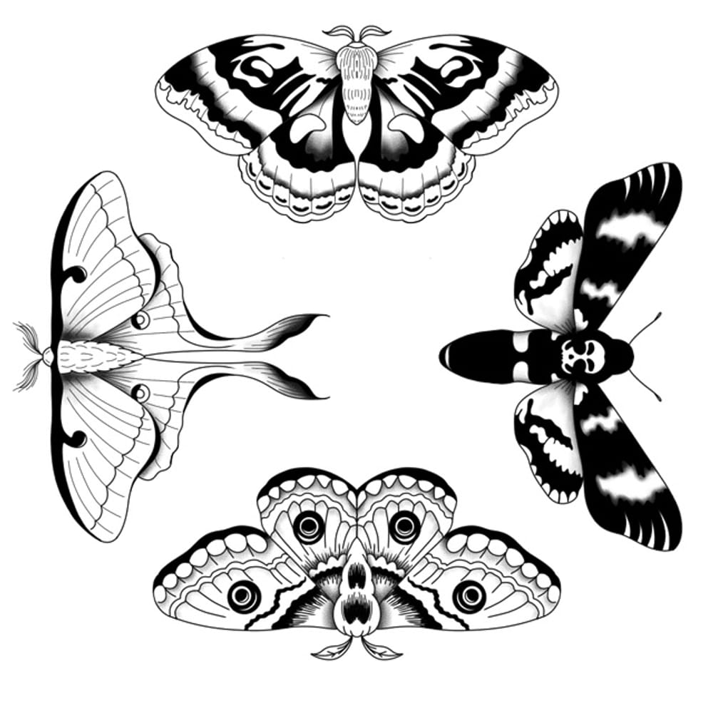 moths