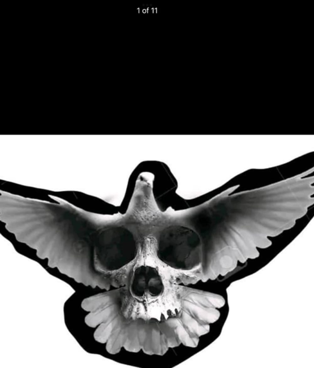 Bird skull