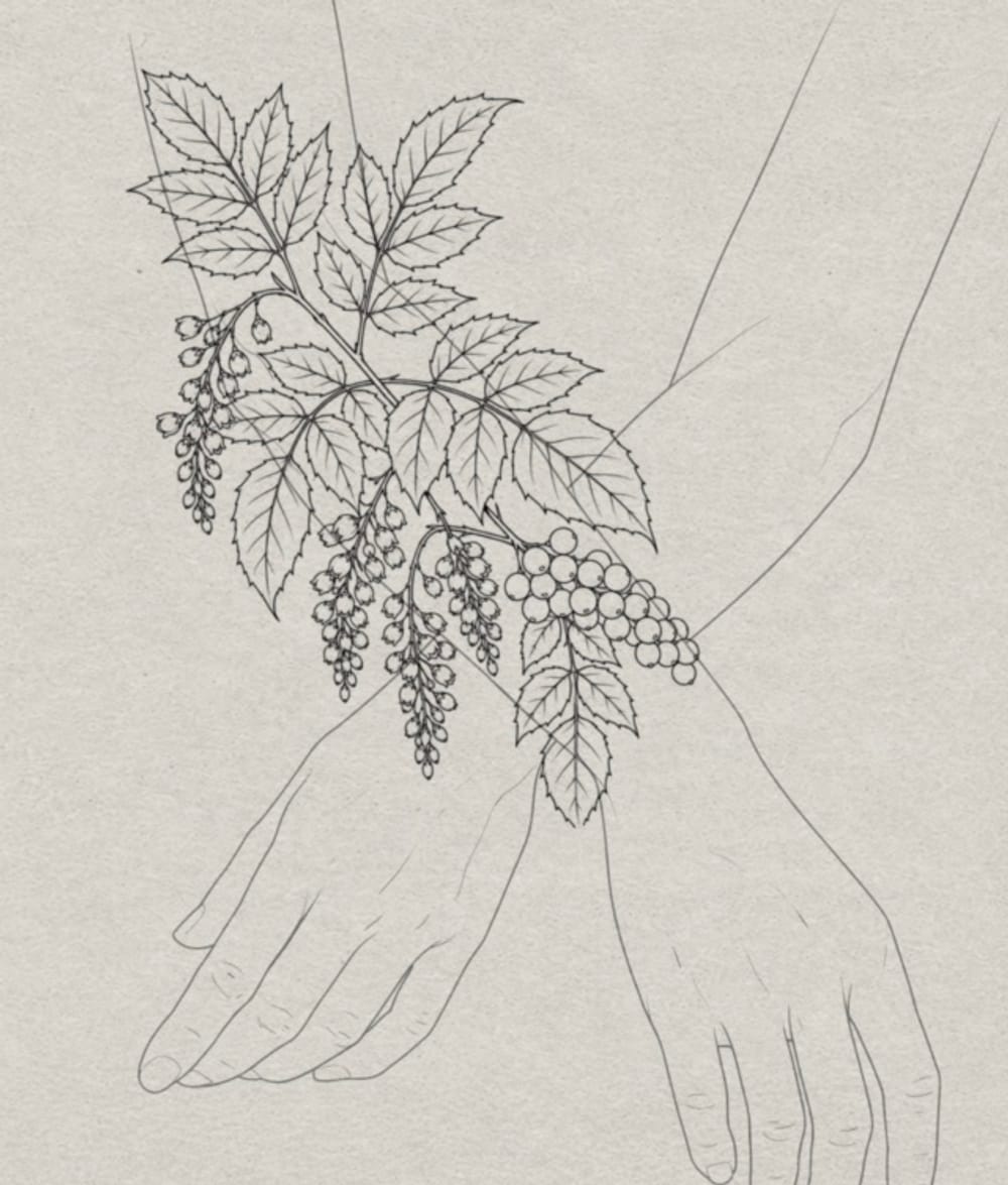 Oregon grape
