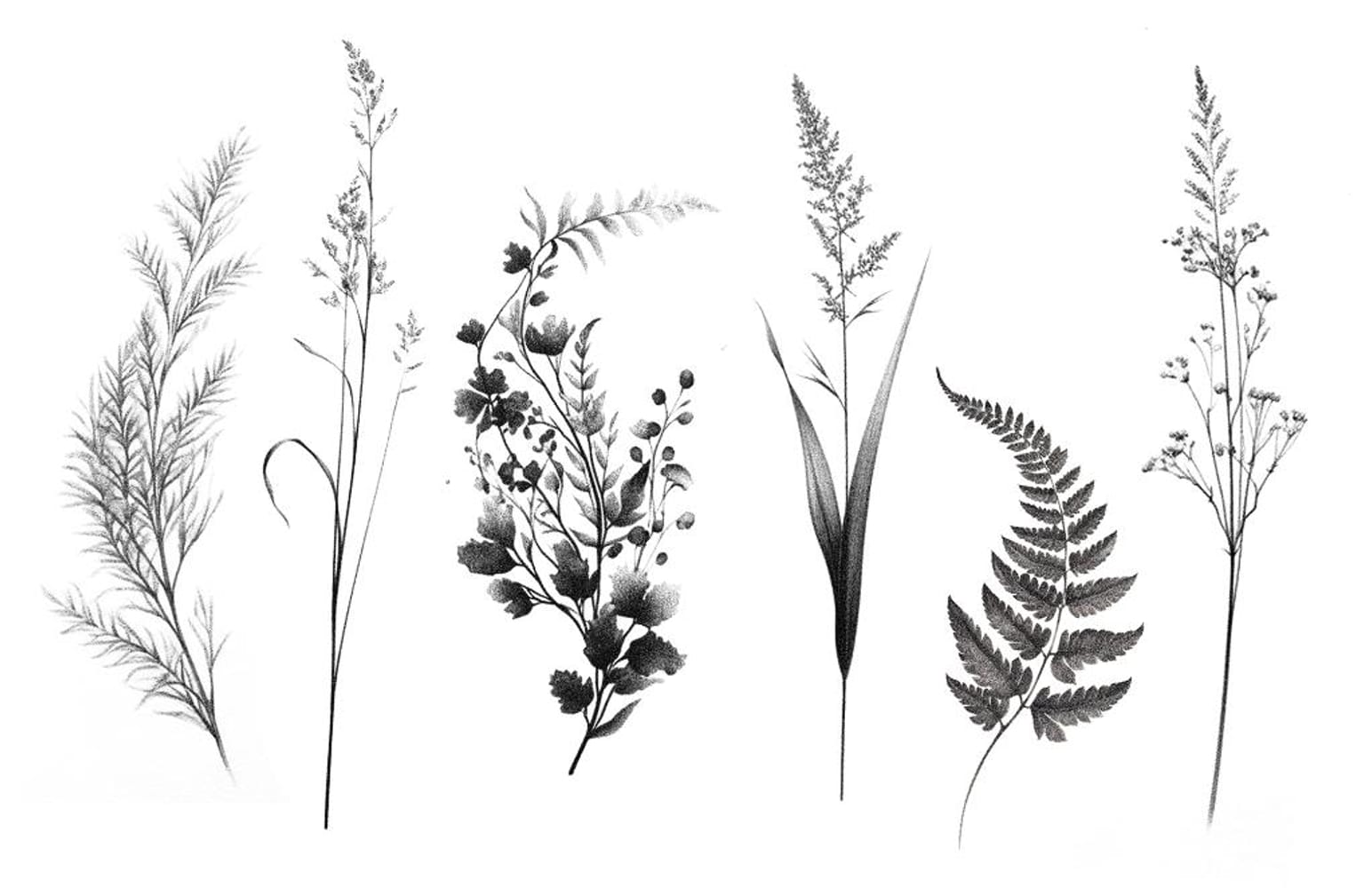 Grasses and Ferns