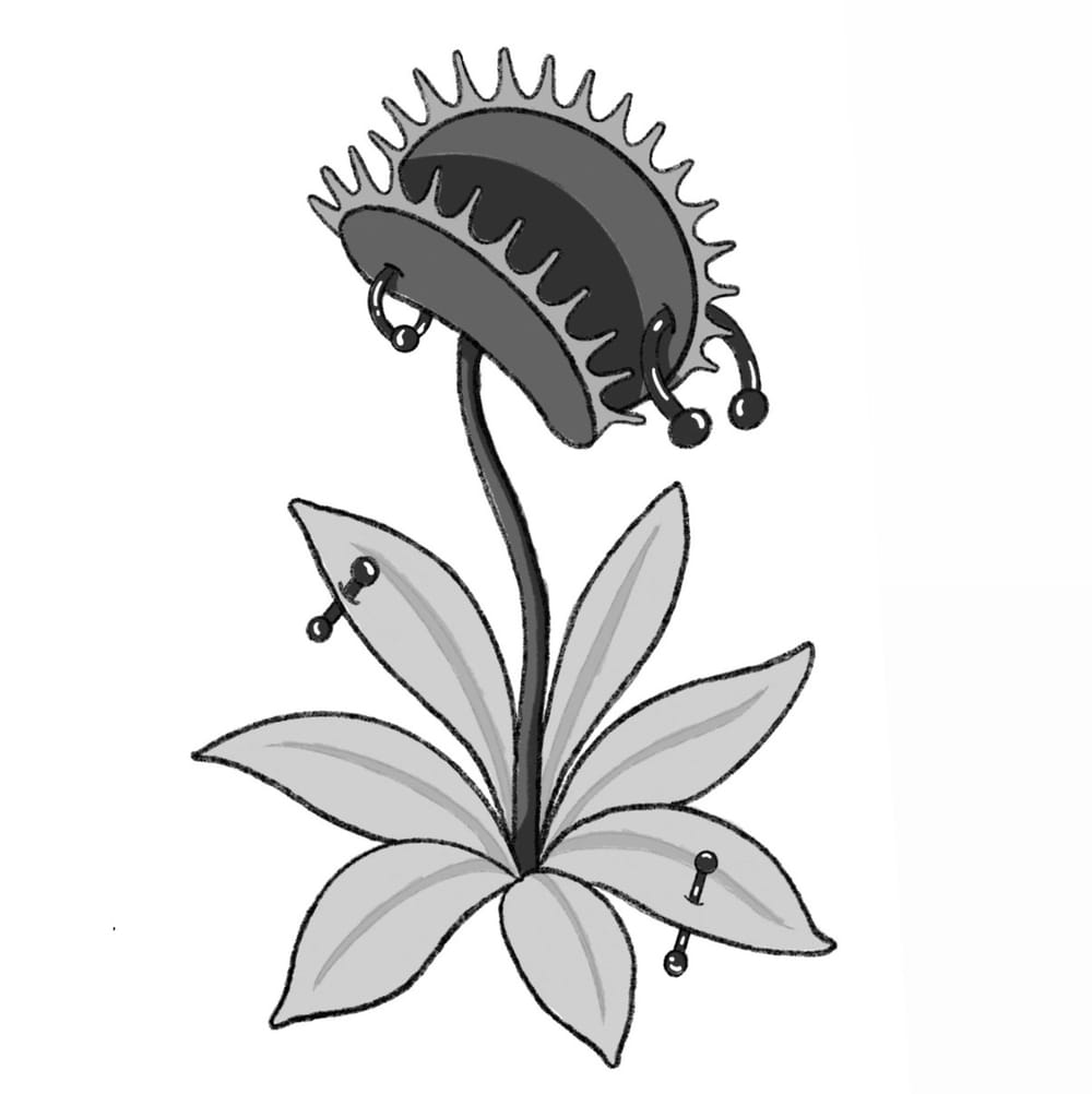 venus flytrap