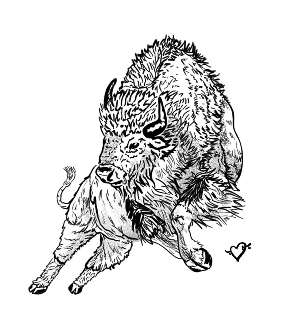Bison