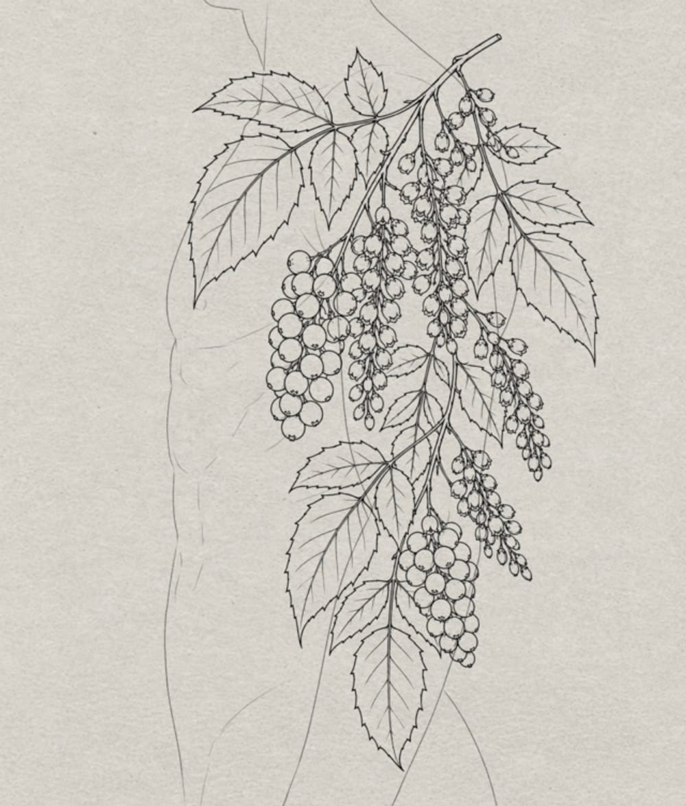 Oregon grape 