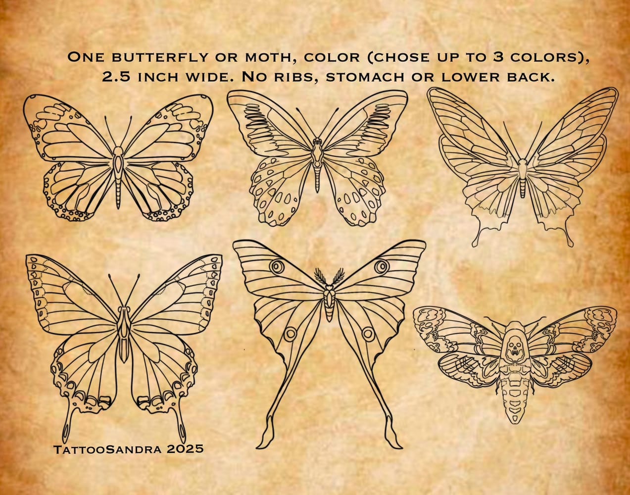 Butterfly/ Moth Flash