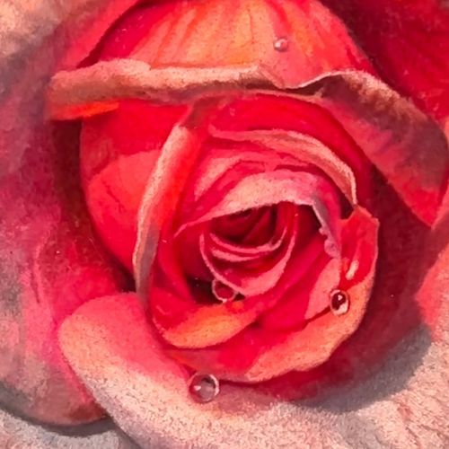 Mark Wade