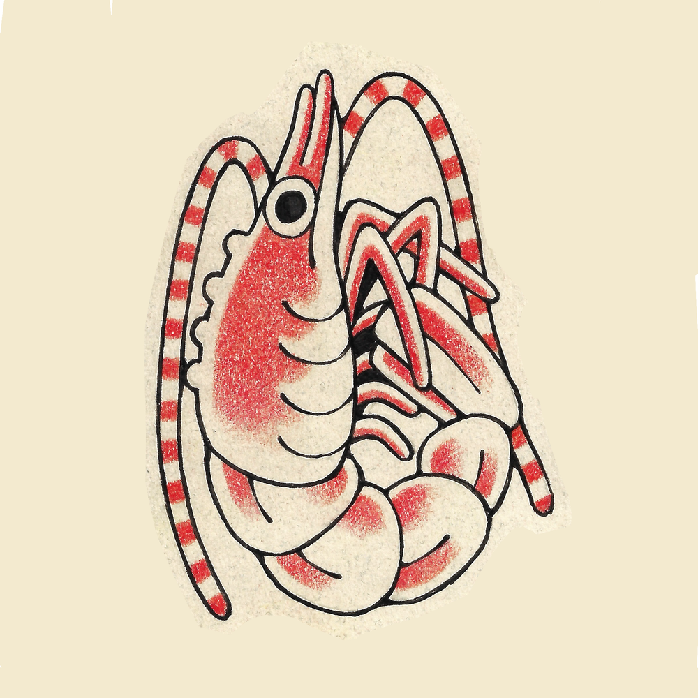 Shrimp Flash // Full Color