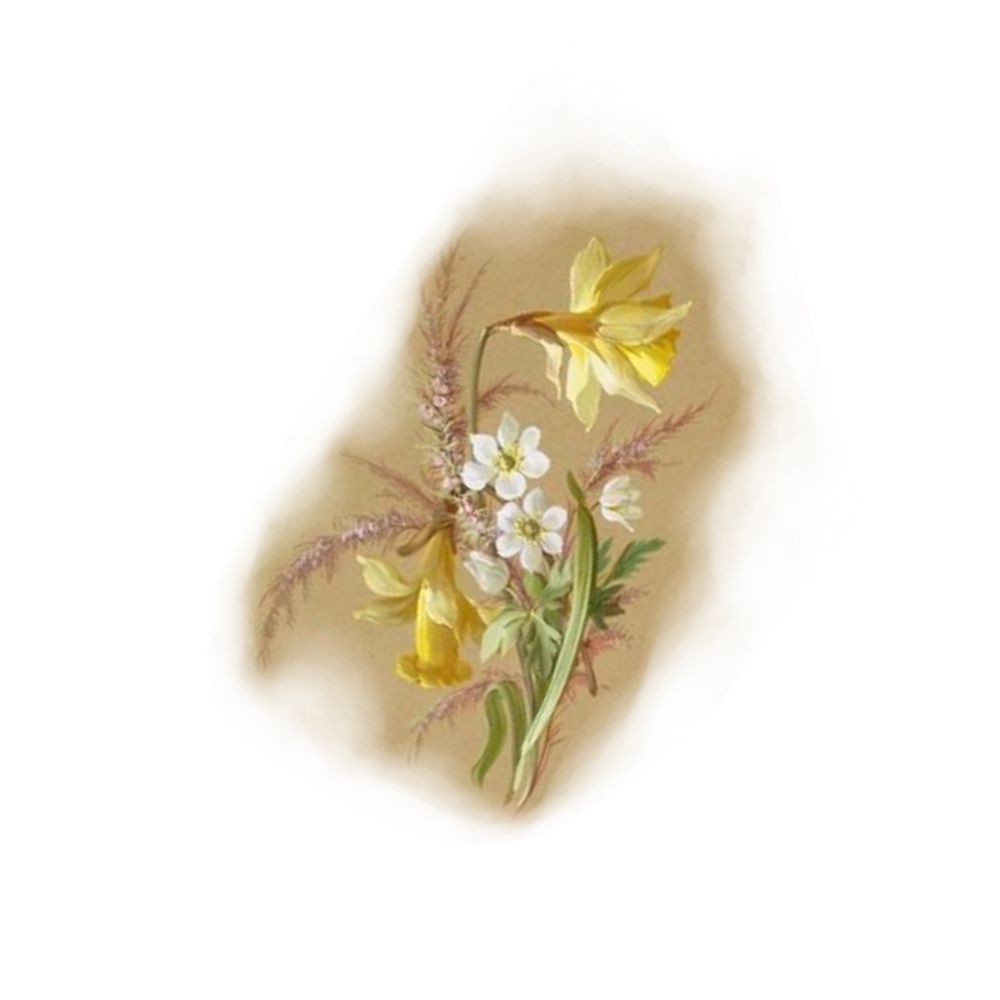 Daffodil I
