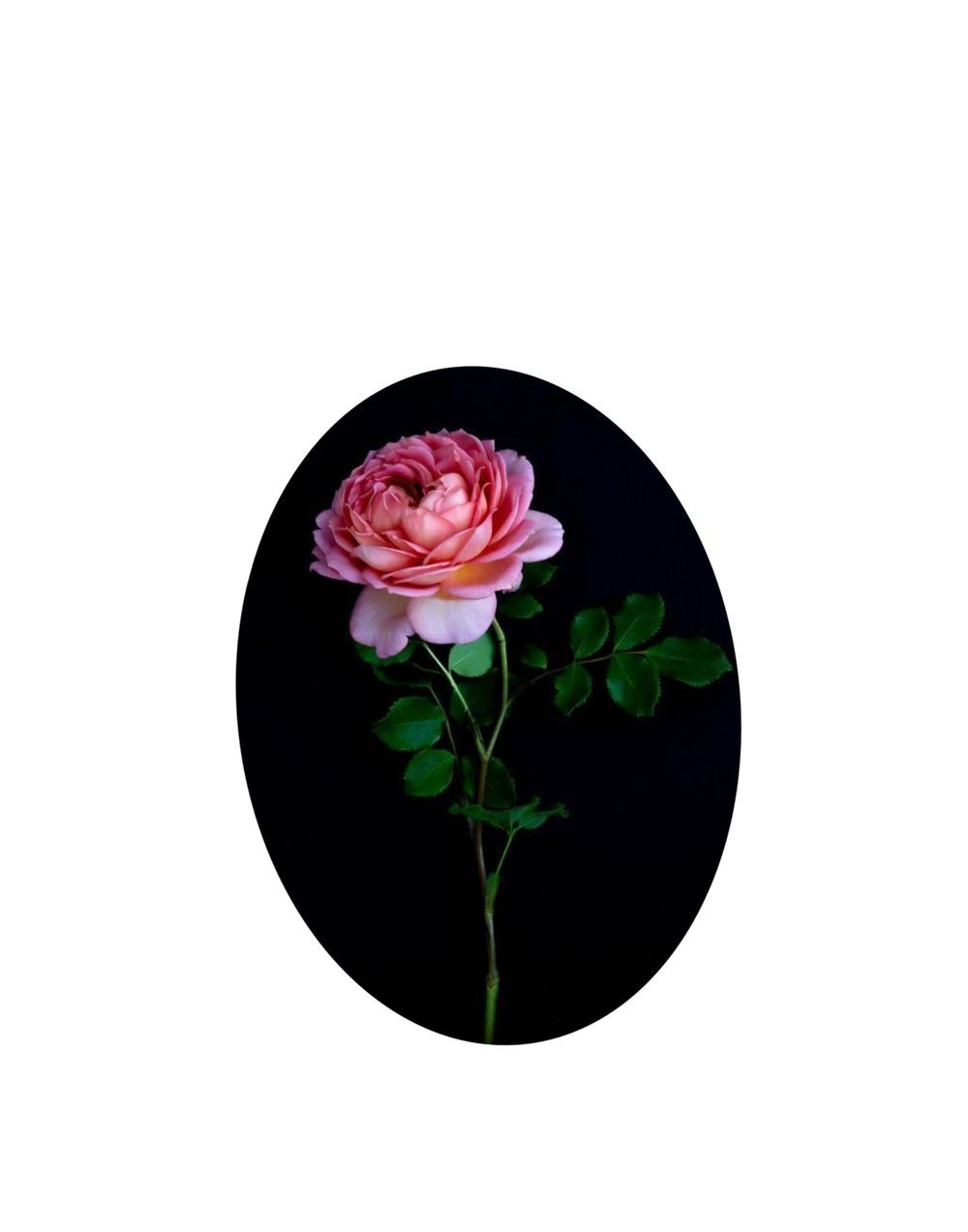 Mini botanicals; rose 