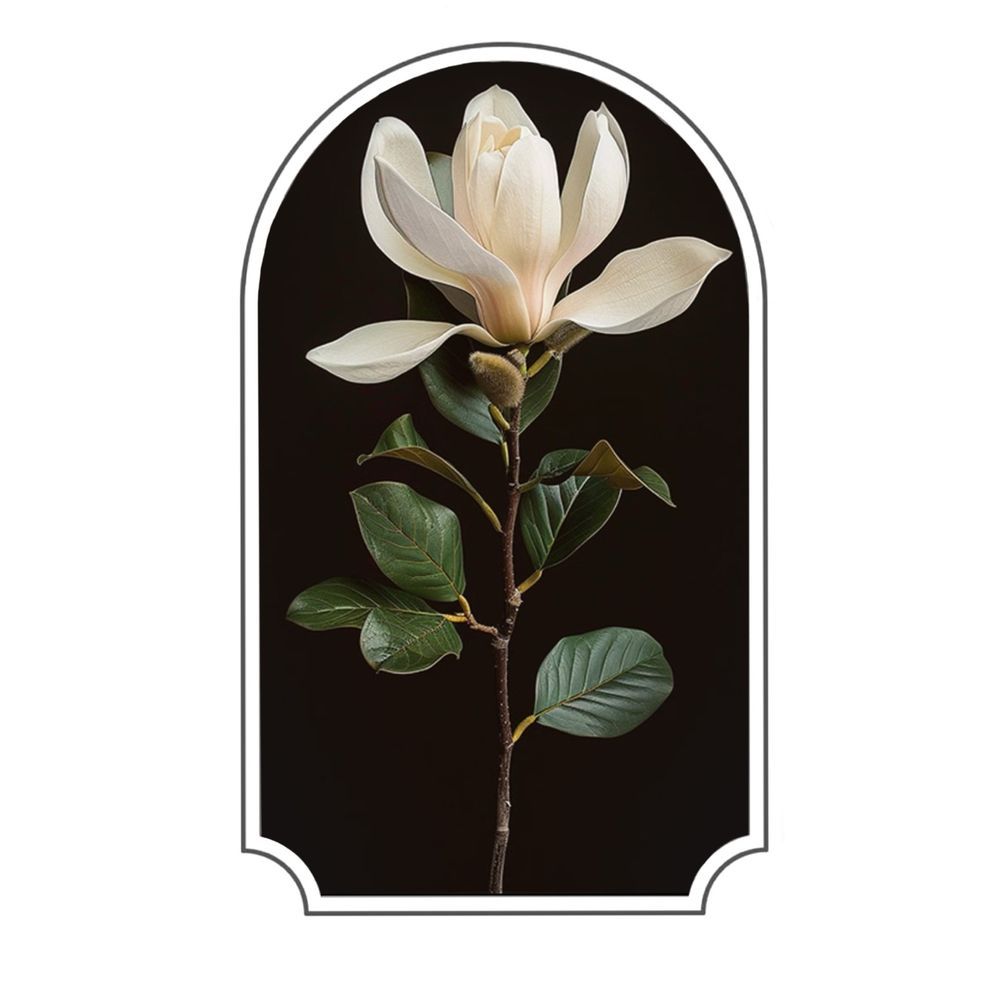 Magnolia