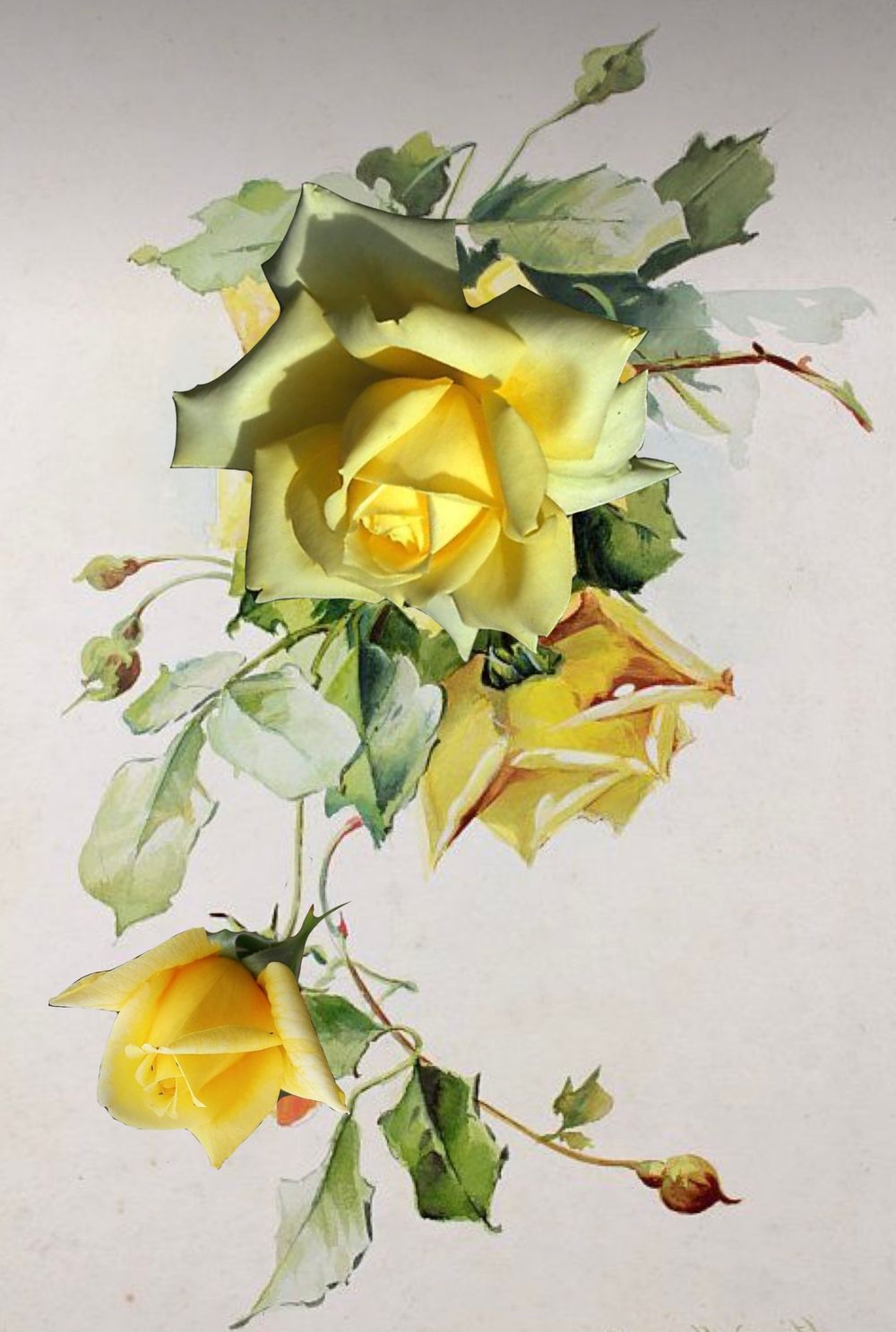 Yellow roses