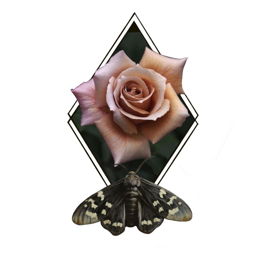 Rose and moth 