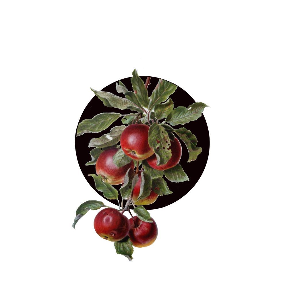 Mini botanicals: apples