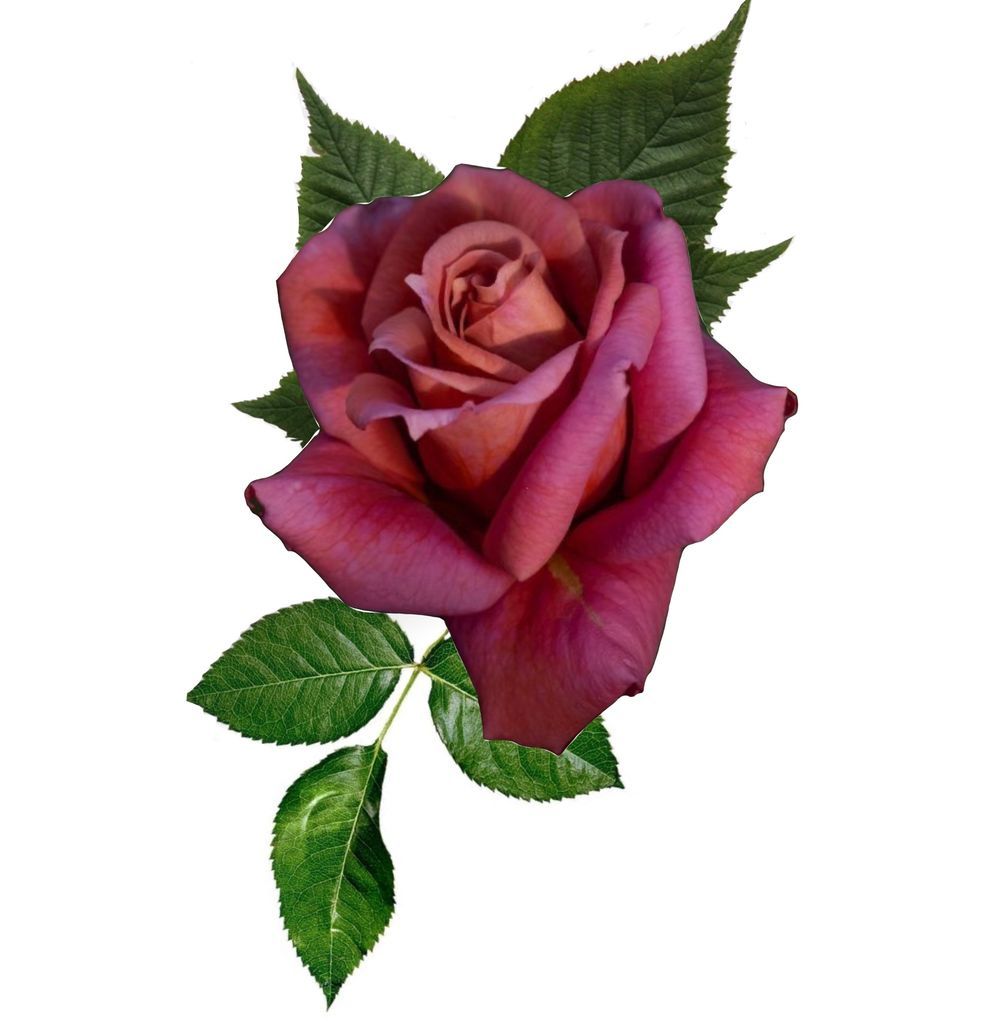 Pink rose 