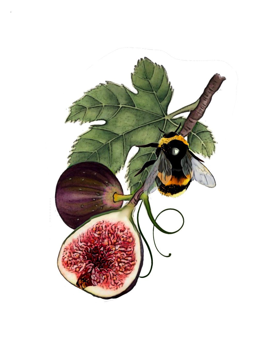 Bee and fig