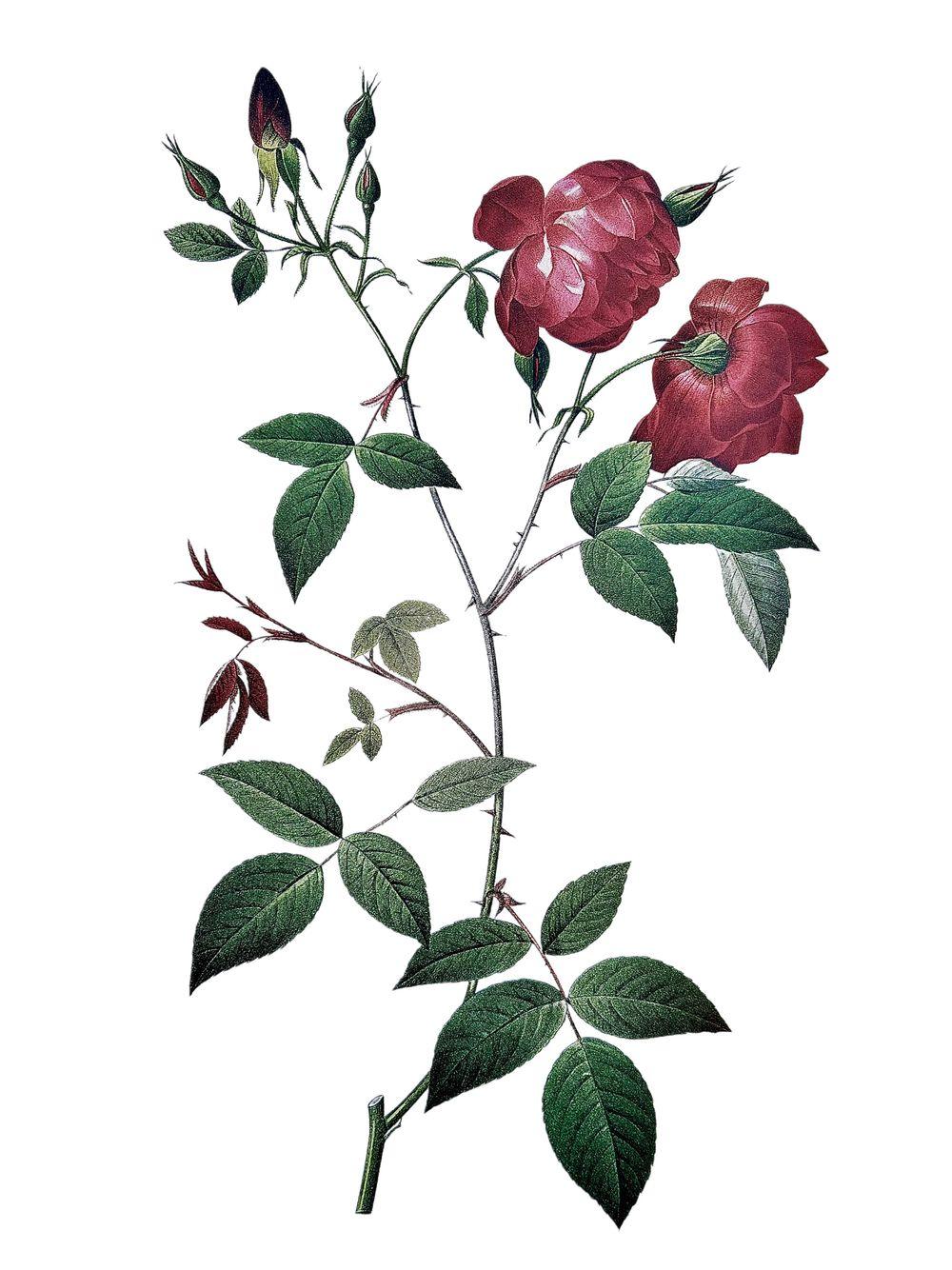 tattoo-image