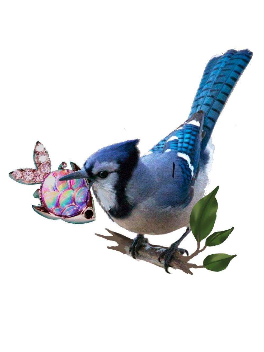 Blue jay with gem fish 