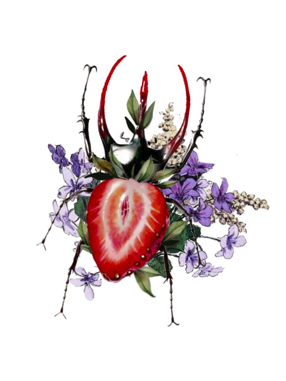 Strawberry beetle