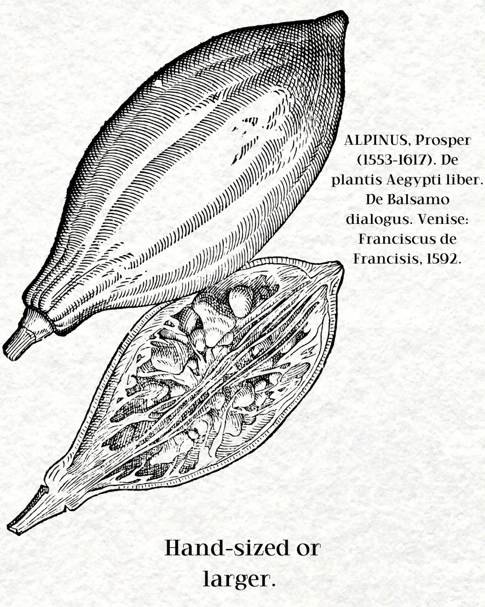 De plantis Aegypti liber by Franciscus de Francisis