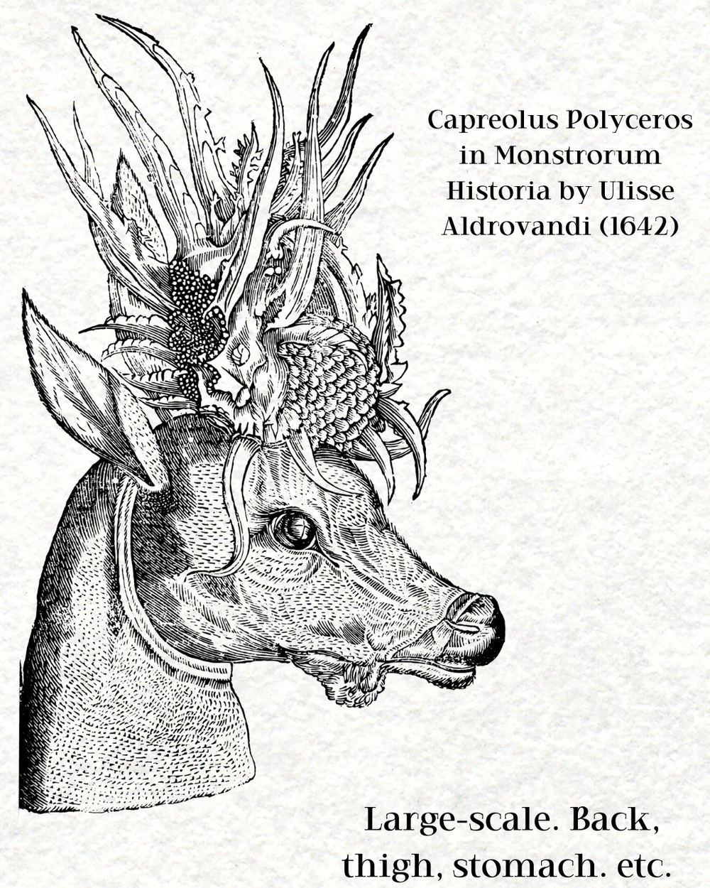 Capreolus Polyceros, Ulisse Aldrovandi 