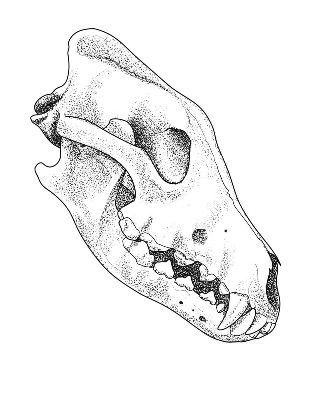 Grey Wolf Skull